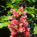 Aesculus x carnea 'Briotii' fleur